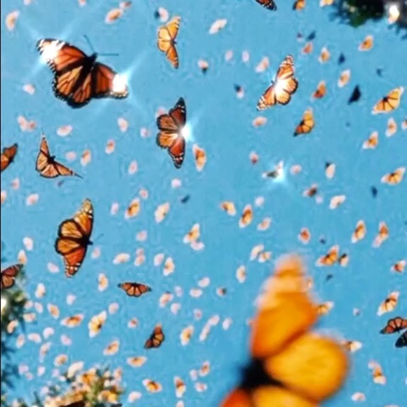 Meet your Posher, Remi - Picture 1 of 1